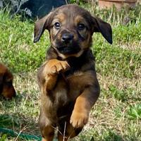 Cuccioli Alpenlaendische Dachsbracke