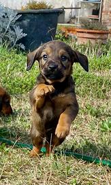 Cuccioli Alpenlaendische Dachsbracke