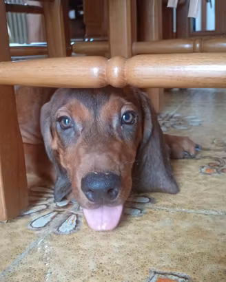 Cuccioloni dachsbrake (simil)