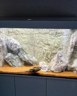 Acquario