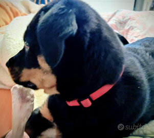 Splendida cucciola Rottweiler Pedigree 4 mesi