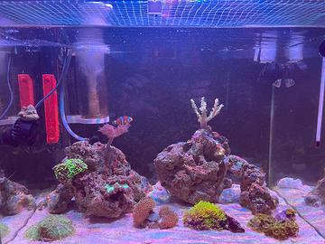 Acquario marino Nano Reef 60L