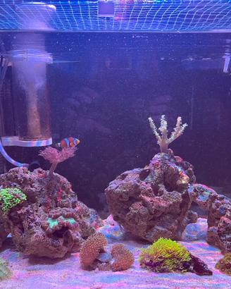 Acquario marino Nano Reef 60L