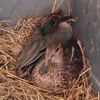 Trio di alzavole europee