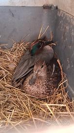 Trio di alzavole europee