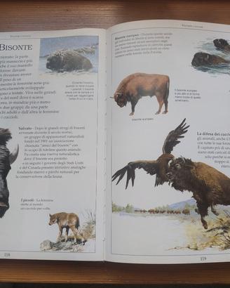 Prima Enciclopedia illustrata animali