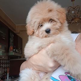 Pomapoo/barboncino toy