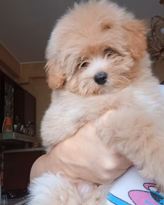 Pomapoo/barboncino toy