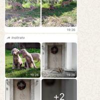 Femmina di Bracco Weimaraner