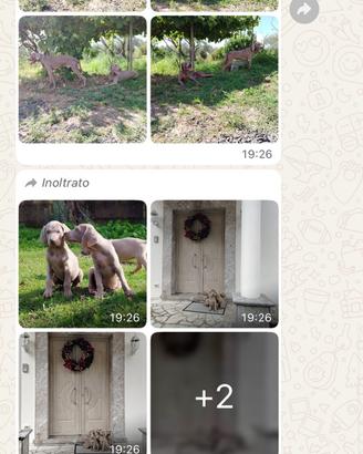 Femmina di Bracco Weimaraner