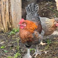 Gallo marans gallò morosità