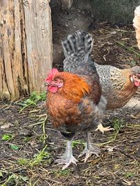Gallo marans gallò morosità