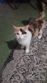 gatto 
