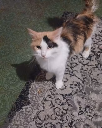 gatto 
