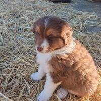 Australian Shepherd