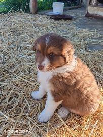 Australian Shepherd