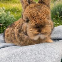 Conigli angora inglese di linea indonesiana