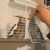 Calopsiti allevati a mano