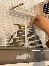 Coppia Calopsiti allevati a mano