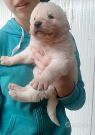 Pastore maremmano abruzzese