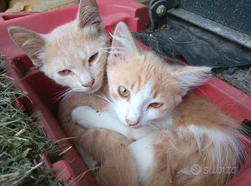 Gattini 3 mesi