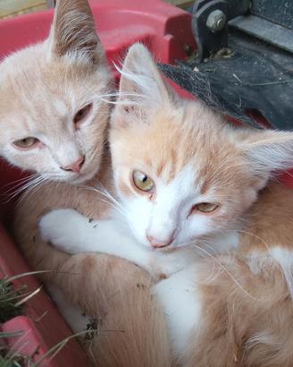 Gattini 3 mesi