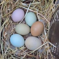 Pulcini millecolori su prenotazione