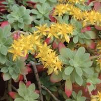 Sedum palmeri in tralcio