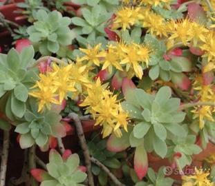 Sedum palmeri in tralcio