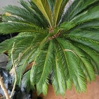 cycas