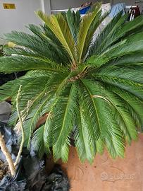 cycas