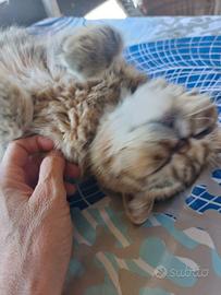 Gattina Esotica 