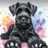 Schnauzer medio nero