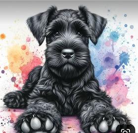 Schnauzer medio nero