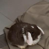 Ultimo cucciolo minilop