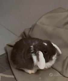 Ultimo cucciolo minilop