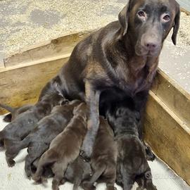 Baby Labrador Retriever colore cioccolato