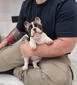 Bulldog francese bouledogue francese