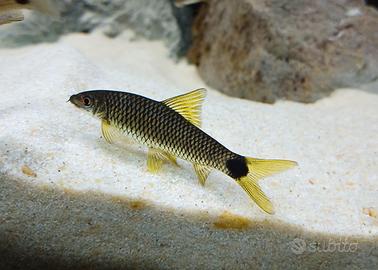 Crossocheilus reticulatus