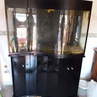 Acquario