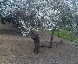 Terreno uliveto