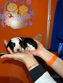 Cuccioli di border collie maschi e femmine