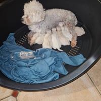 Maltesi e maltipoo