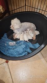 Maltesi e maltipoo