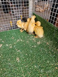 Tacchini piccoli e anatroccoli di bali