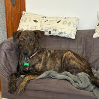 Cucciolotto in adozione