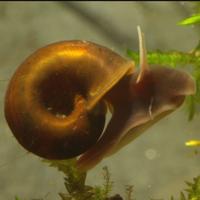 Planobarius lumache acqua dolce