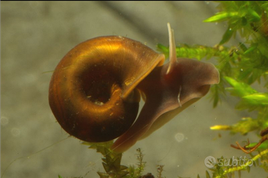 Planobarius lumache acqua dolce