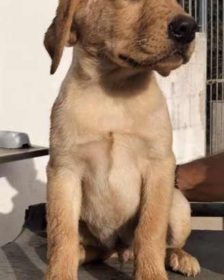 Cucciolo di labrador retriever