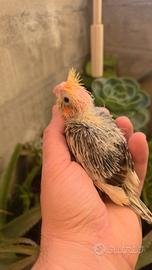 Calopsite pulli da imbecco pezzati